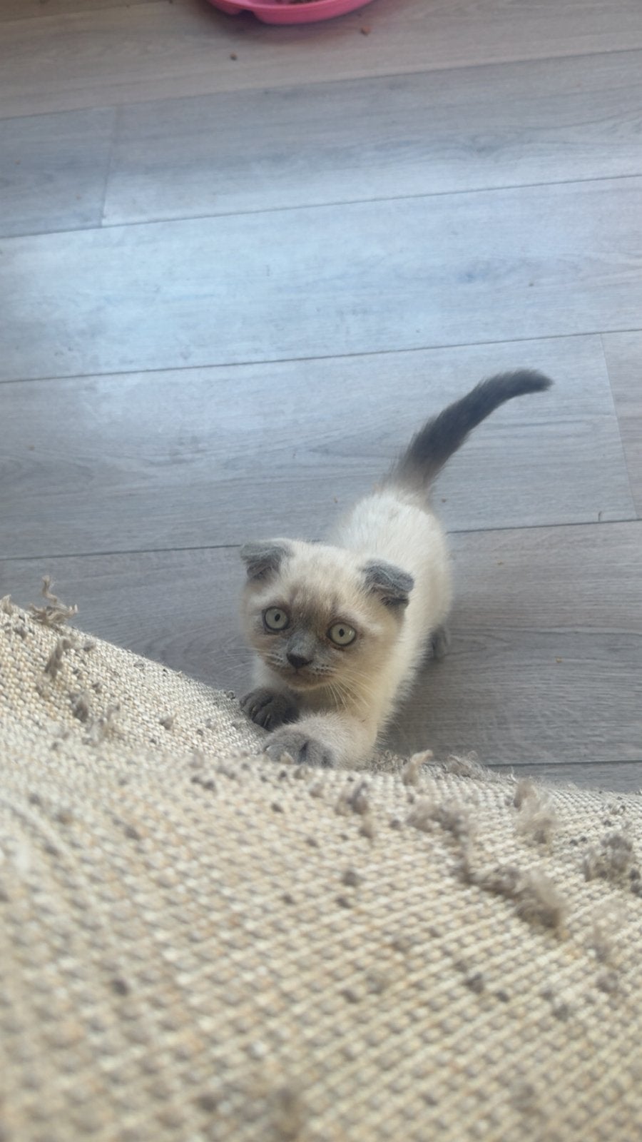 Britse korthaar kitten, Kater