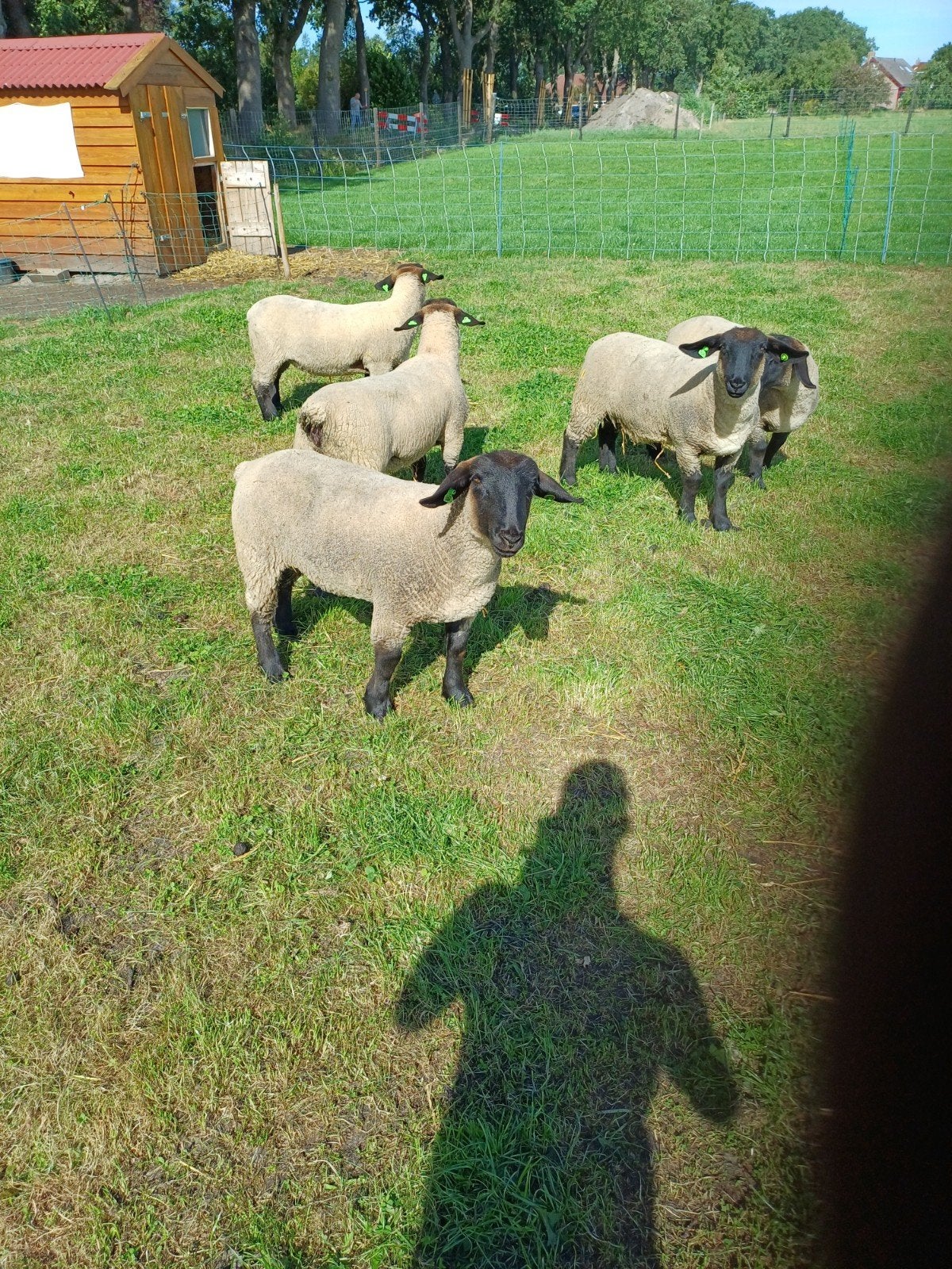 te koop mooi suffolk stamboek ooilam., Dieren en Toebehoren, Schapen, Geiten en Varkens, Vrouwelijk, Schaap, 0 tot 2 jaar