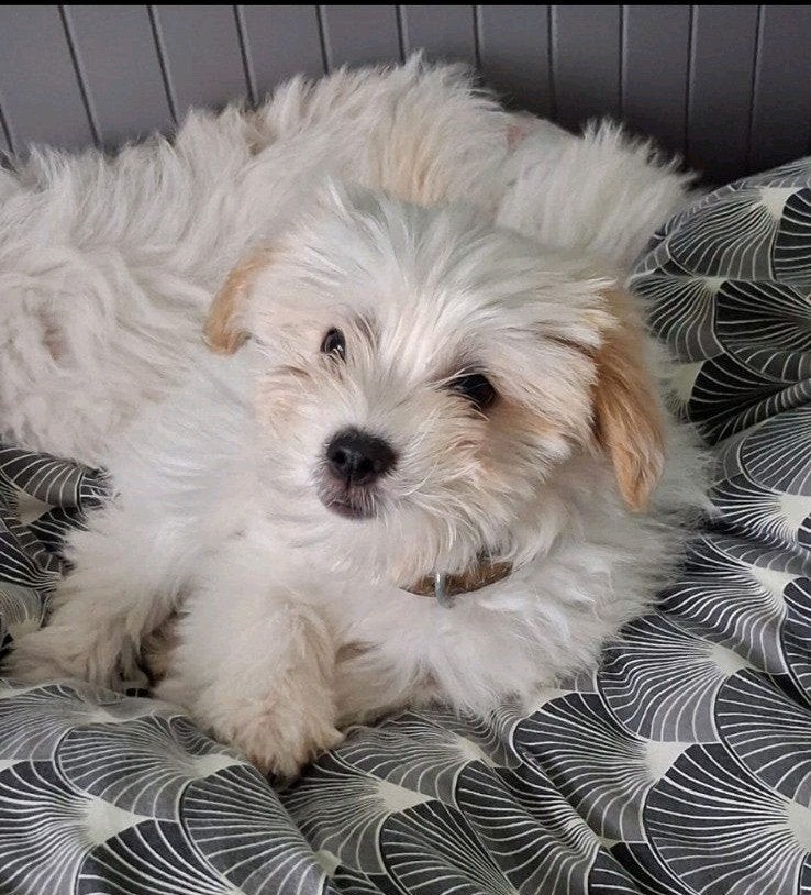 Coton de Tuléar + Terrier puppy, Overige rassen, Teef, Eén hond, Nederland