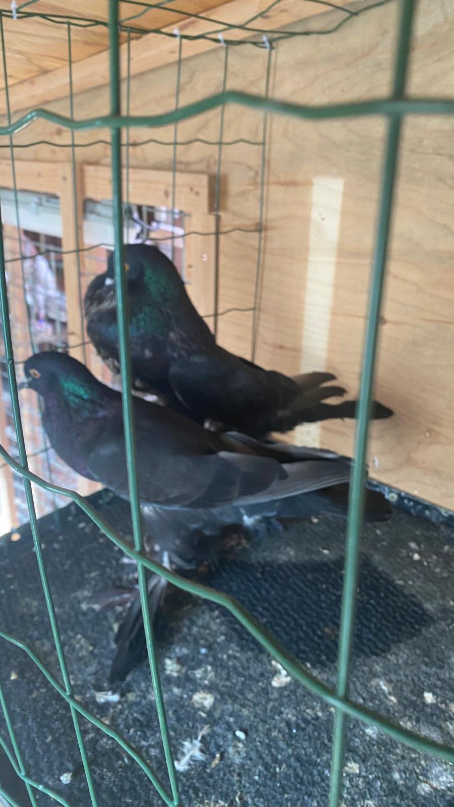 Koppel schaksise kroppers zwart met 2 jong  geringd, Dieren en Toebehoren, Meerdere dieren, Overige soorten