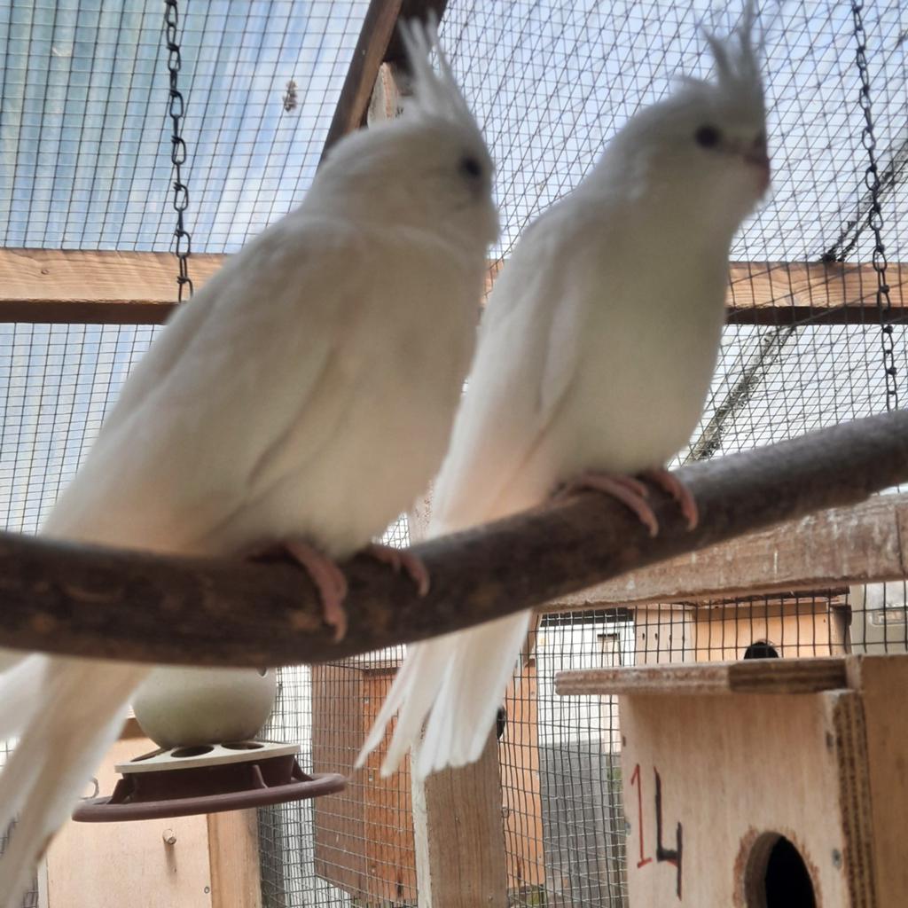 Albino valkparkieten., Geslacht onbekend, Parkiet, Geringd