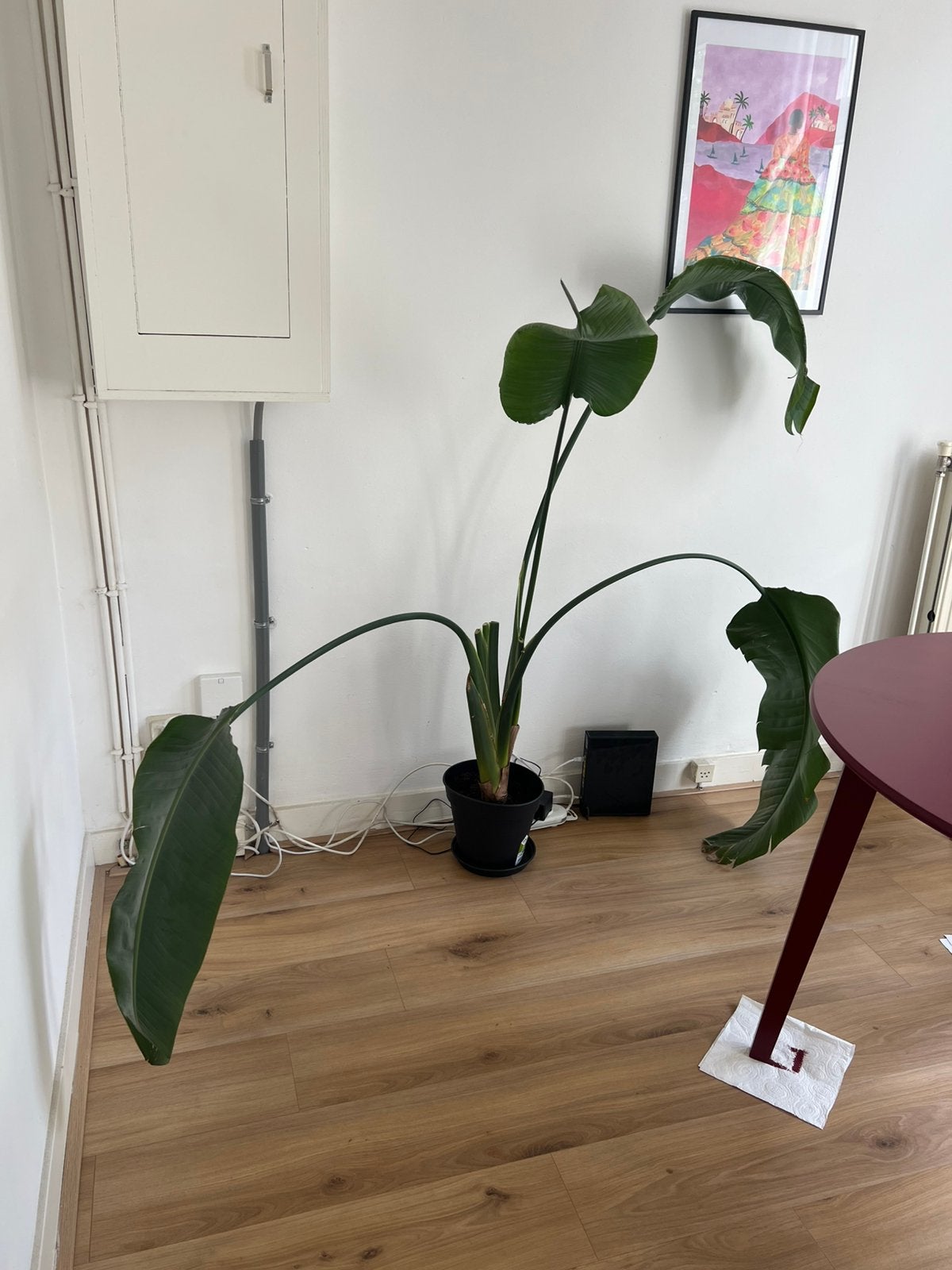 Strelitzia Nicolai / Paradijsvogelplant 145cm, Ophalen, 100 tot 150 cm, Overige soorten, Volle zon