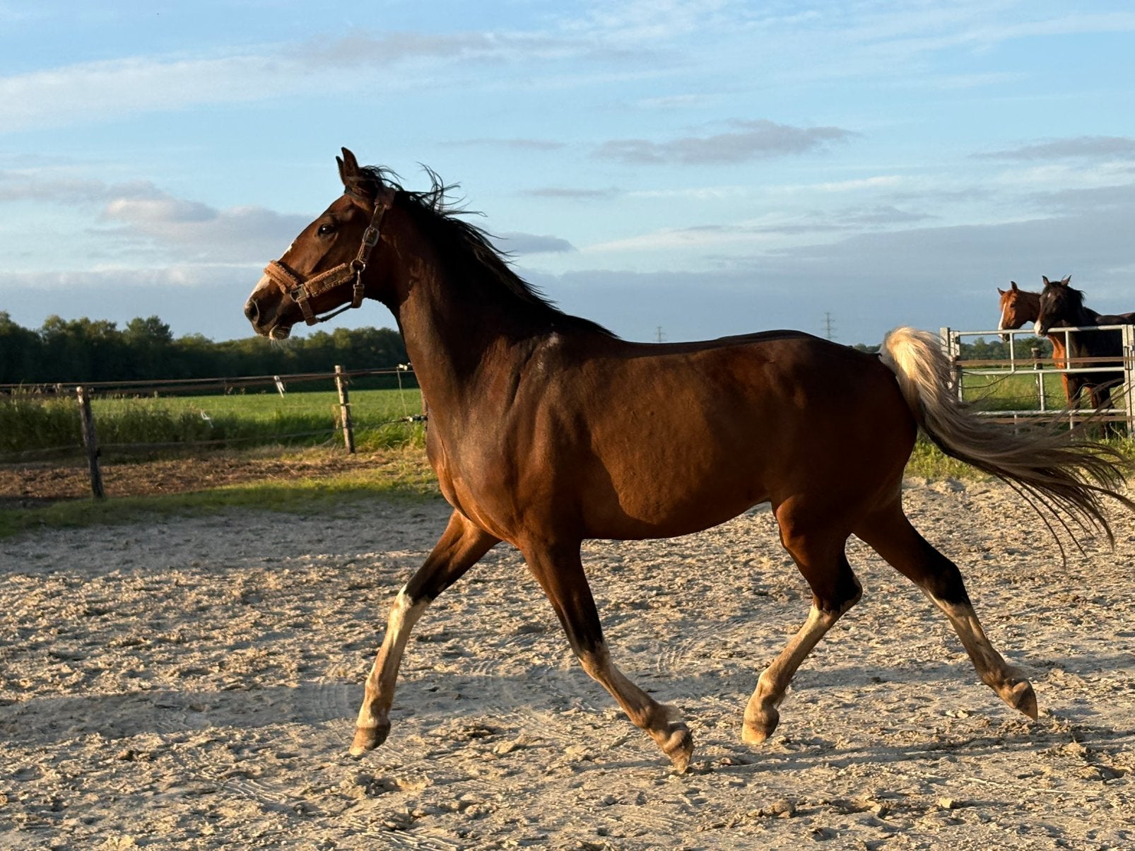 Mooie 4 jarige (fok)merrie zadelmak en 3 jarige ruin, Dieren en Toebehoren, Paarden, Merrie, Dressuurpaard, Zadelmak, 3 tot 6 jaar