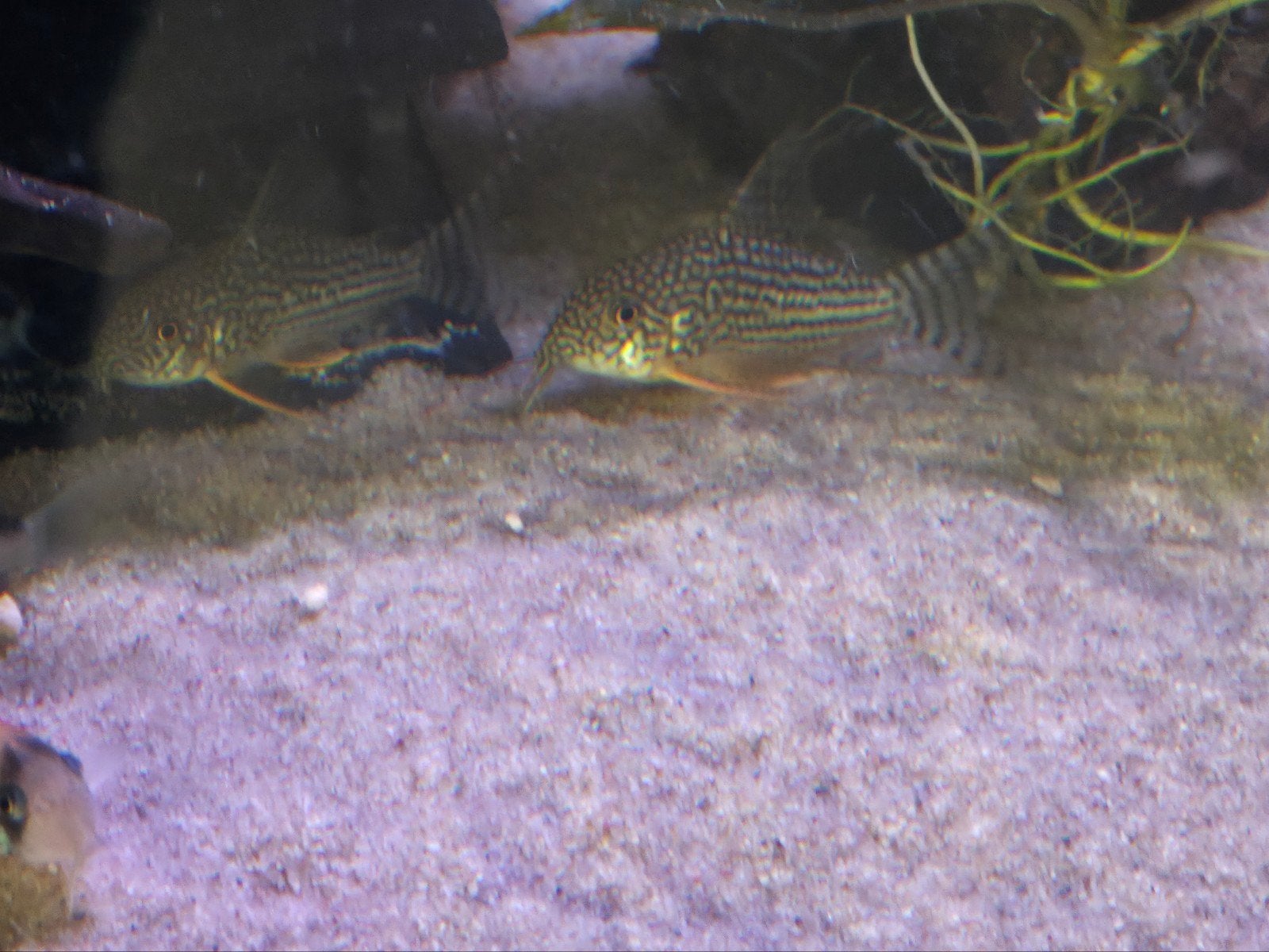 Kweekgroep Corydoras Sterbai, Dieren en Toebehoren, Vissen | Aquariumvissen, Vis