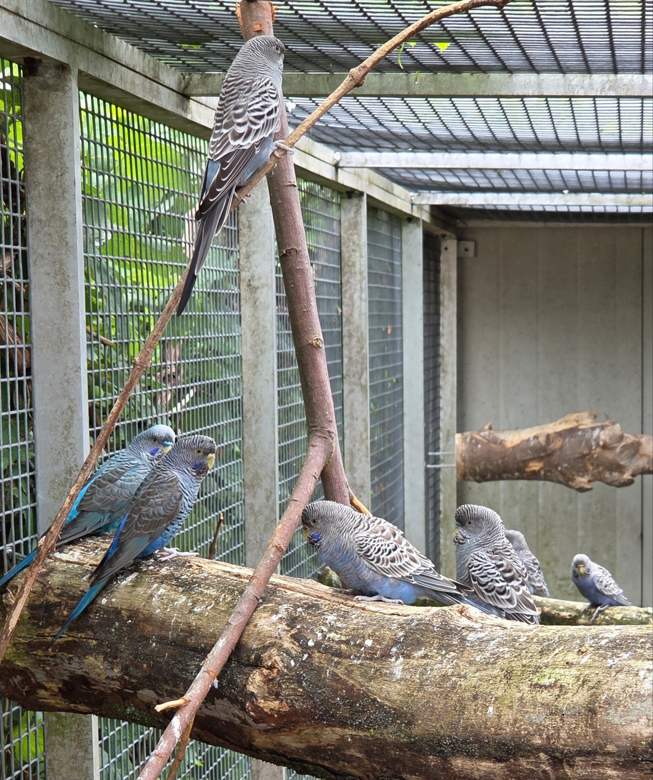 bf split bw, bfbw,bf dunfalo, bf split bf split dunfalo geri, Dieren en Toebehoren, Vogels | Parkieten en Papegaaien, Meerdere dieren