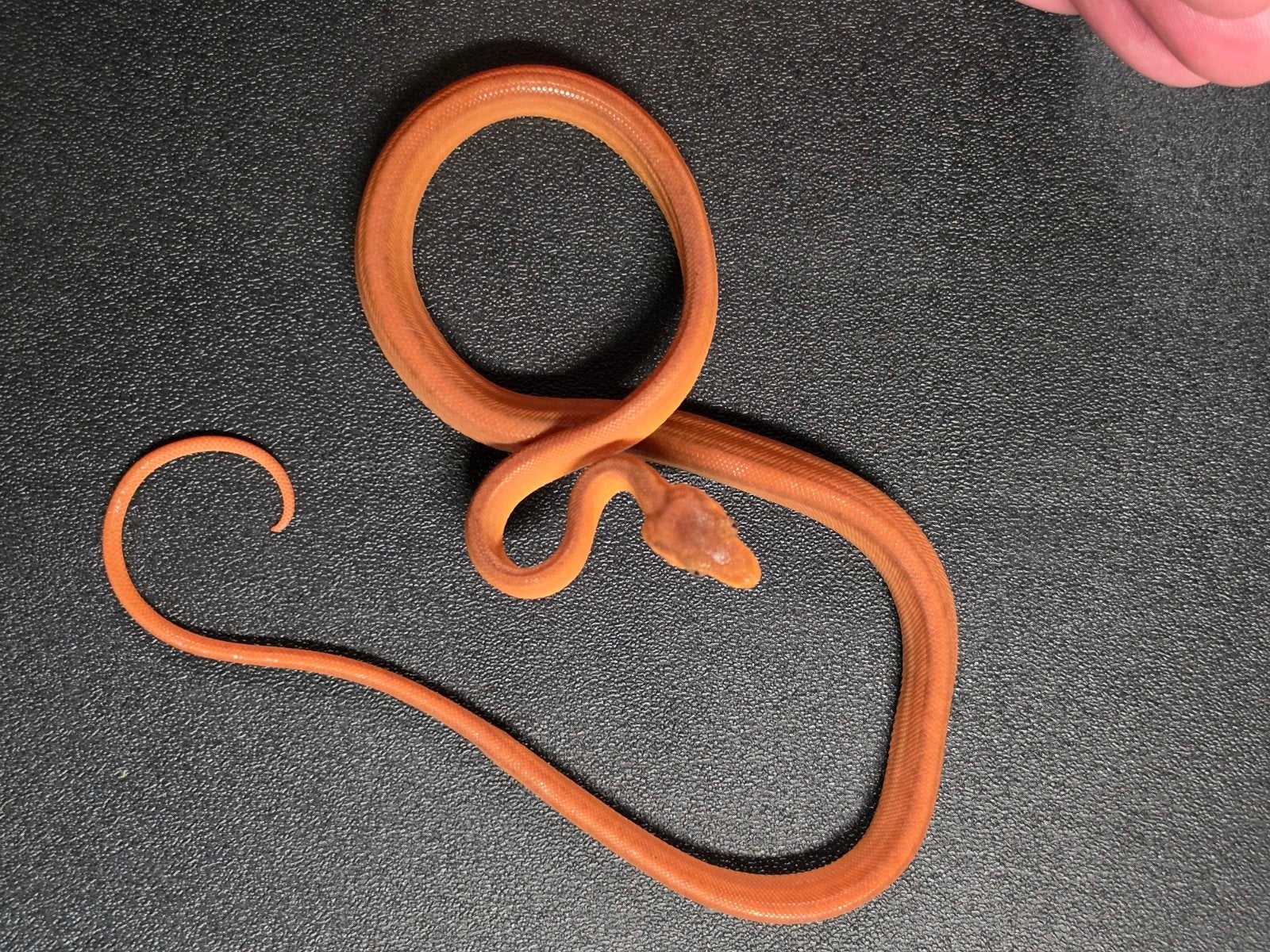 Corallus hortulana- Tuinboa, Dieren en Toebehoren, Amfibie, 0 tot 2 jaar