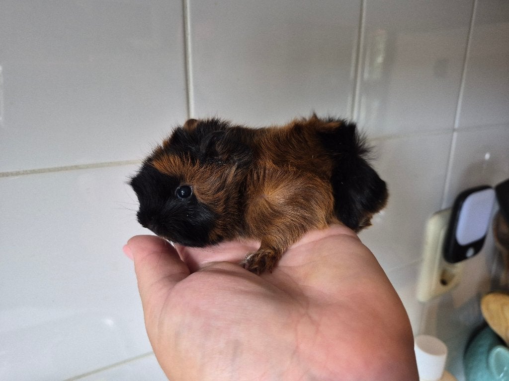 Peruviaan cavia babys, Dieren en Toebehoren, Cavia, Mannelijk, Tam, September