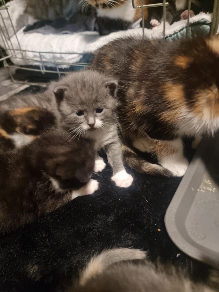 7 enorm mooie schattige halve britse korthaar kittens, Dieren en Toebehoren, Katten en Kittens | Raskatten | Korthaar, Meerdere dieren