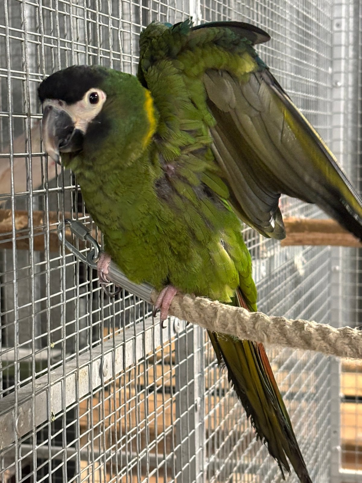 Geelnek Ara, Meerdere dieren, Papegaai, Geringd