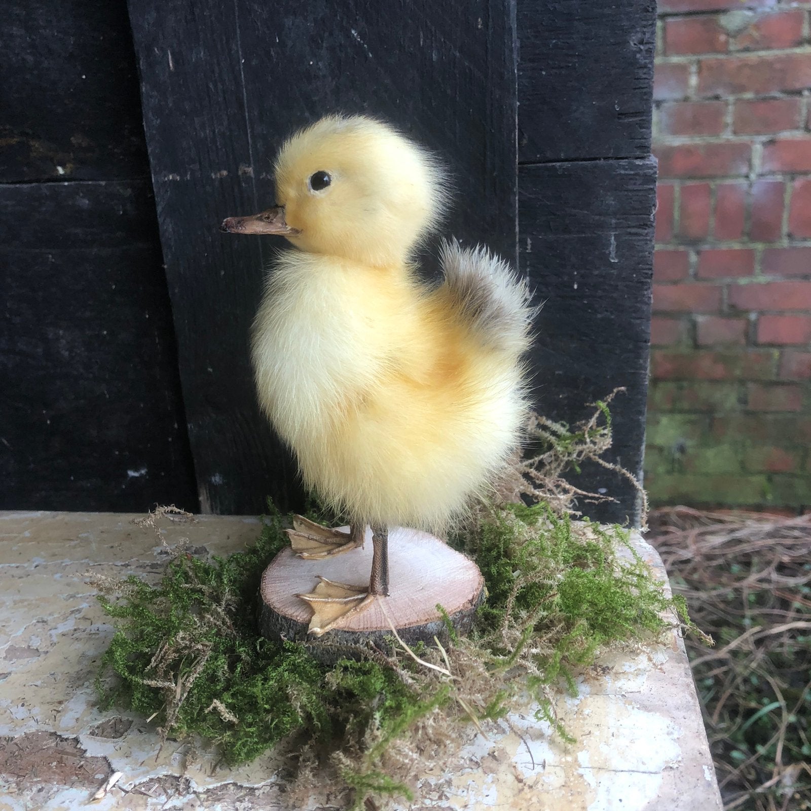 Taxidermie opgezet eendenkuikentje geel, Ophalen of Verzenden