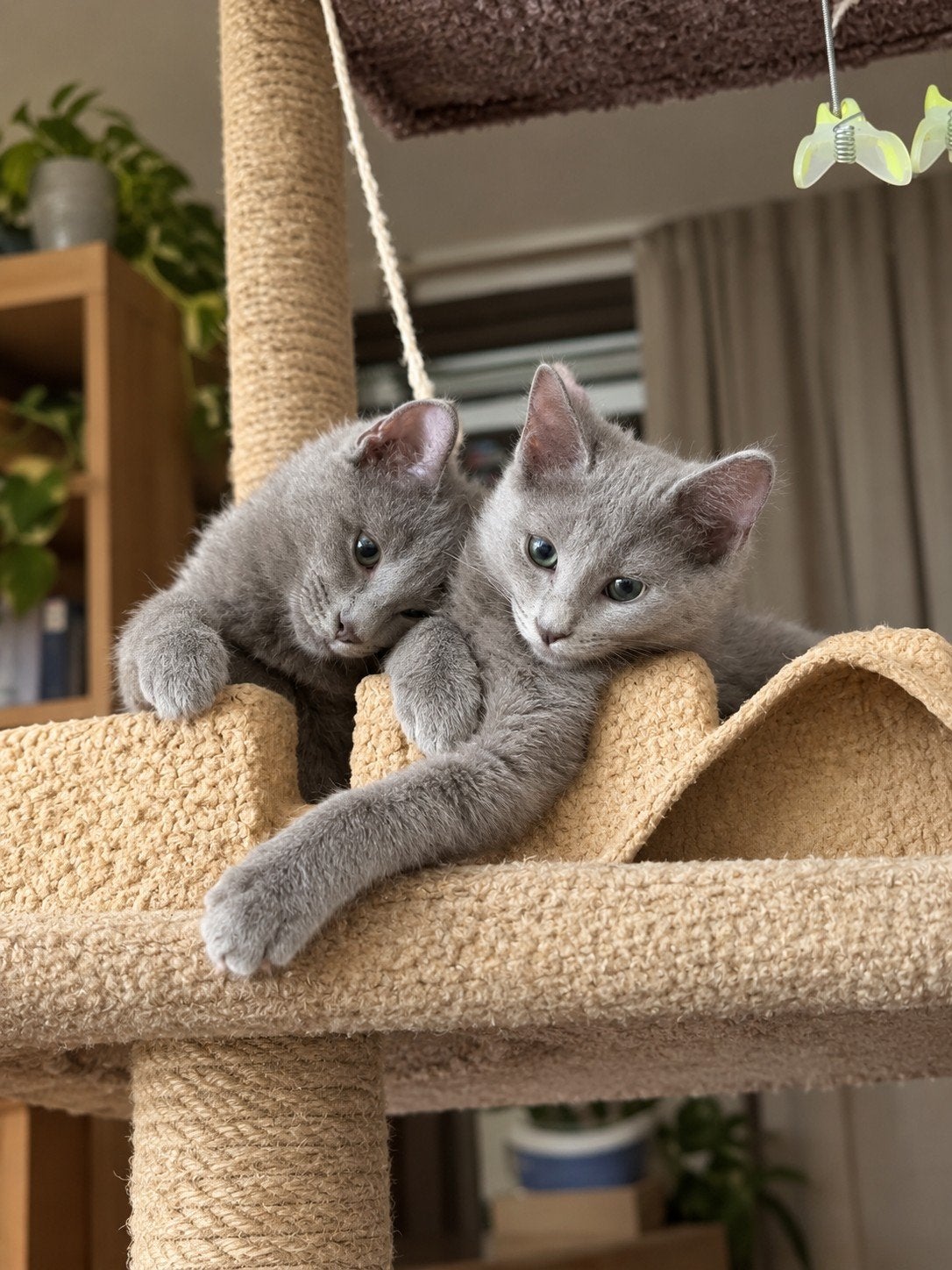 nebelung blauwe rus, Dieren en Toebehoren, Meerdere dieren, Met stamboom, 0 tot 2 jaar
