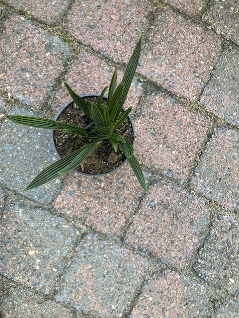 ledebouria, Ophalen of Verzenden, Vaste plant, Overige soorten, Volle zon