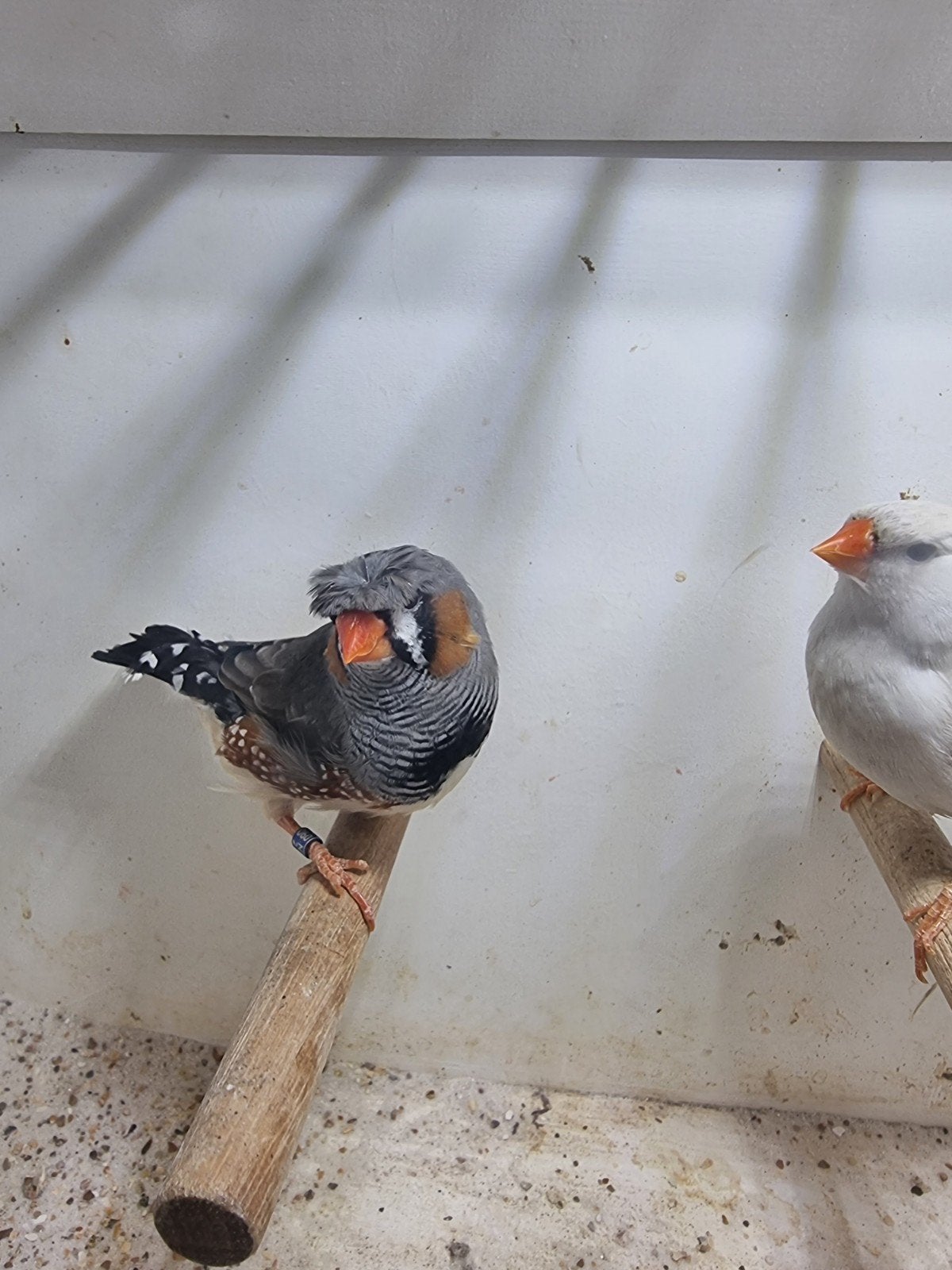 Te koop koppel charcoal, Dieren en Toebehoren, Vogels | Overige Vogels, Meerdere dieren