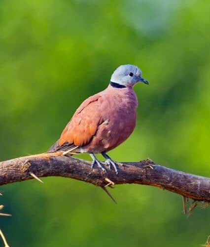 4 Birmatortels, Dieren en Toebehoren, Vogels | Duiven, Meerdere dieren, Overige soorten