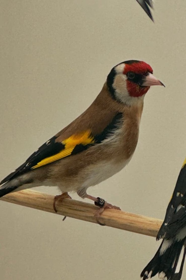 Koppel Parva Putters, Dieren en Toebehoren, Vogels | Overige Vogels, Meerdere dieren, Wildzangvogel, Geringd