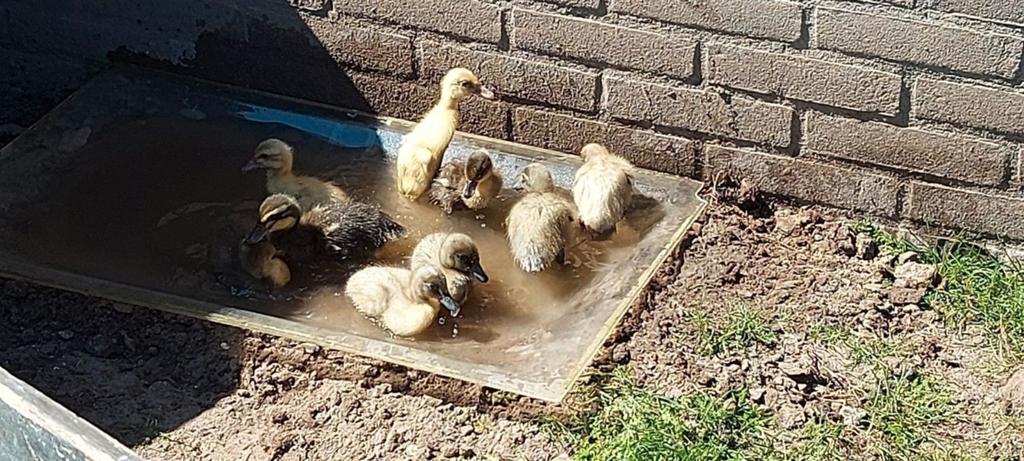 Pulletjes Indische loopeenden, Dieren en Toebehoren, Pluimvee, Meerdere dieren, Eend