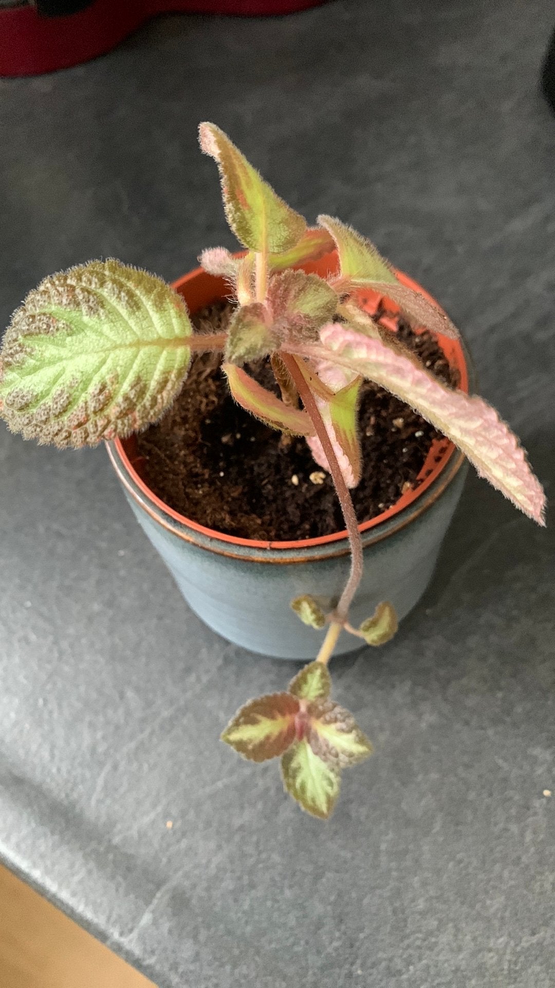 Vlamviooltje (Episcia Cupreata), Huis en Inrichting, Kamerplanten, Ophalen of Verzenden, Halfschaduw, Minder dan 100 cm