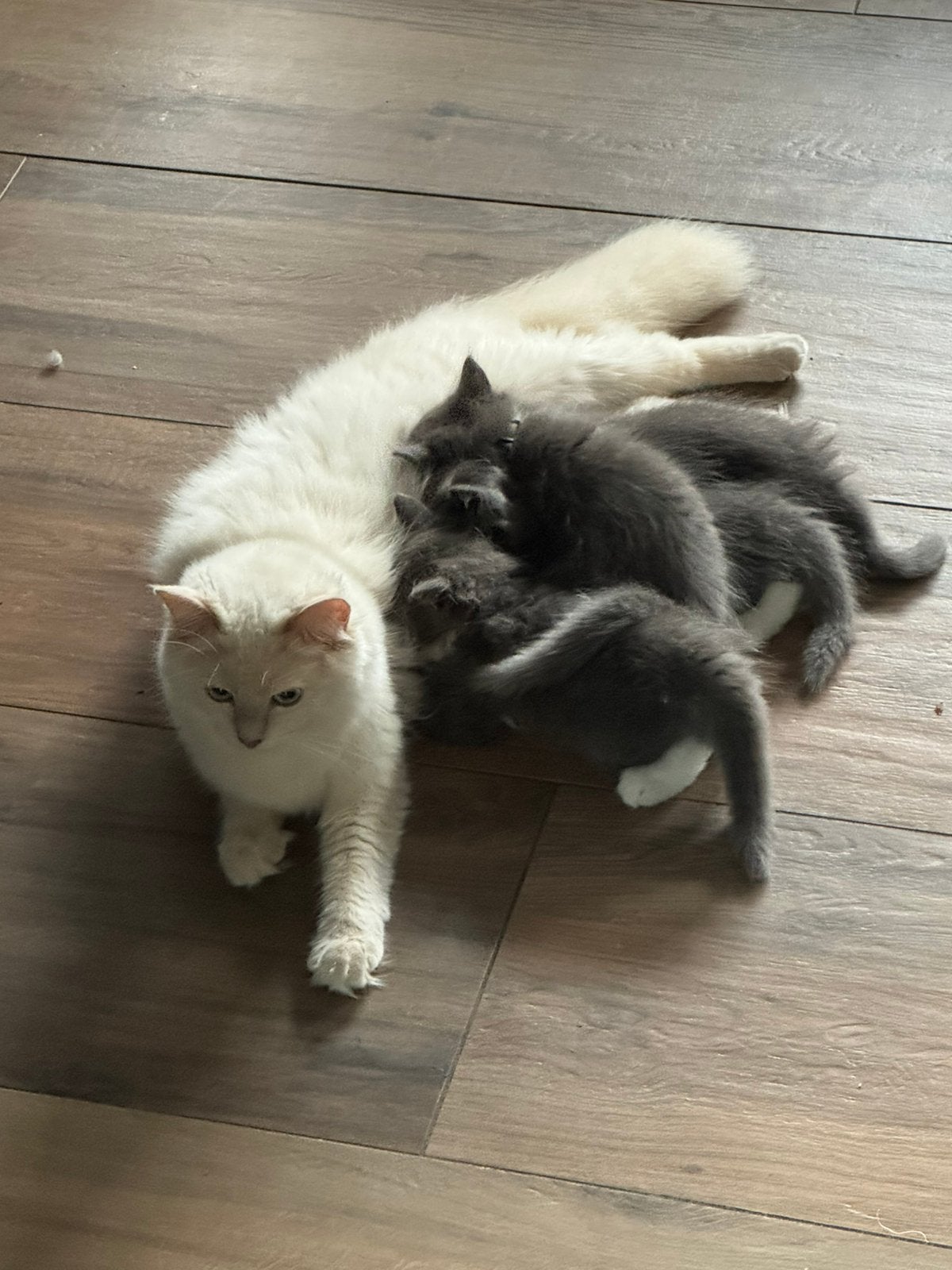 Super lieve Ragdoll kittens te koop, Kater, Ontwormd, 0 tot 2 jaar