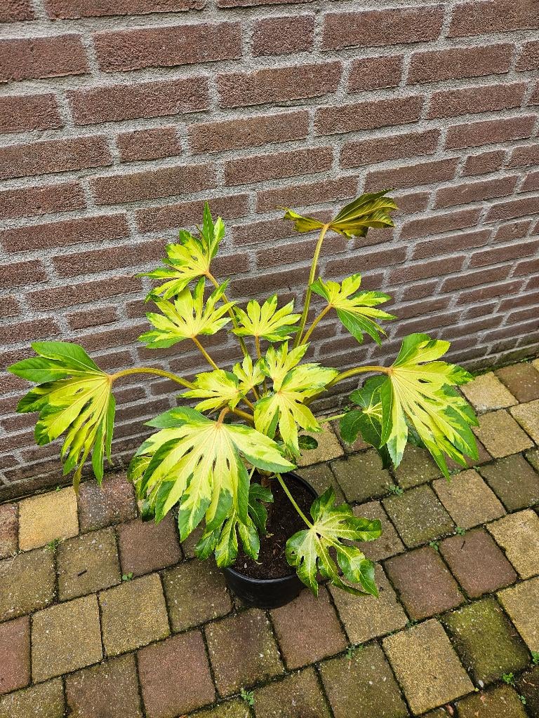 Fatsia japonica ‘Murakumo Nishiki, Ophalen, Overige soorten, Halfschaduw