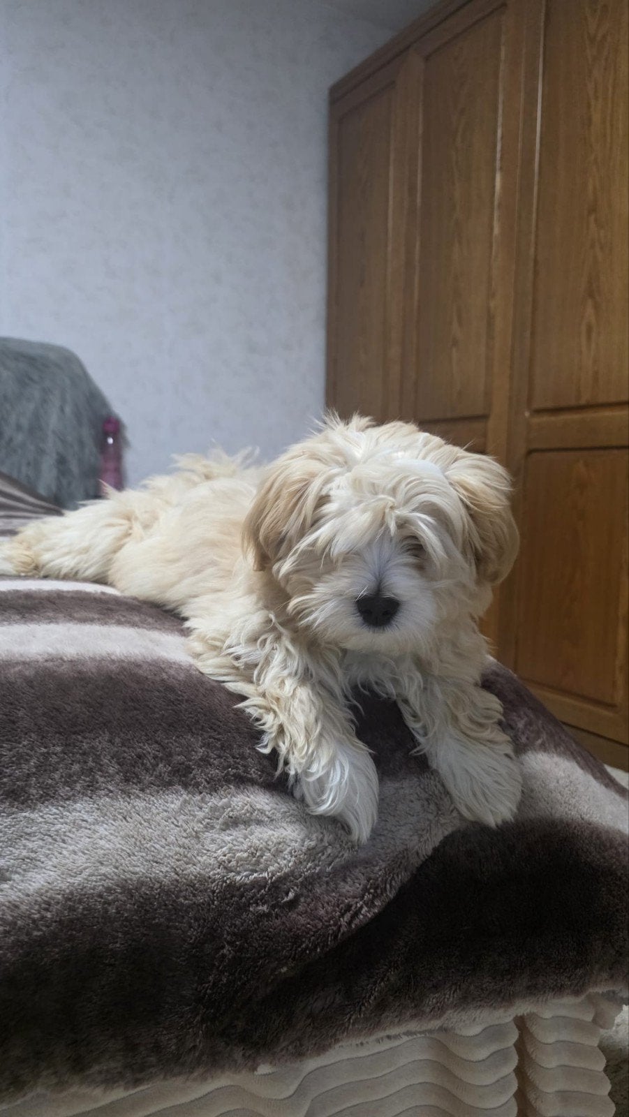 Mooie boomer pup, 15 weken tot 1 jaar, Reu, CDV (hondenziekte), Eén hond