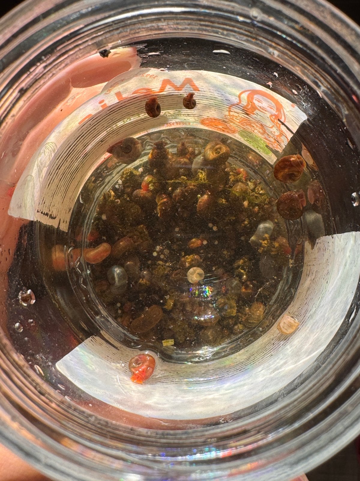 Ramshorn Snails aquarium, Dieren en Toebehoren, Vis