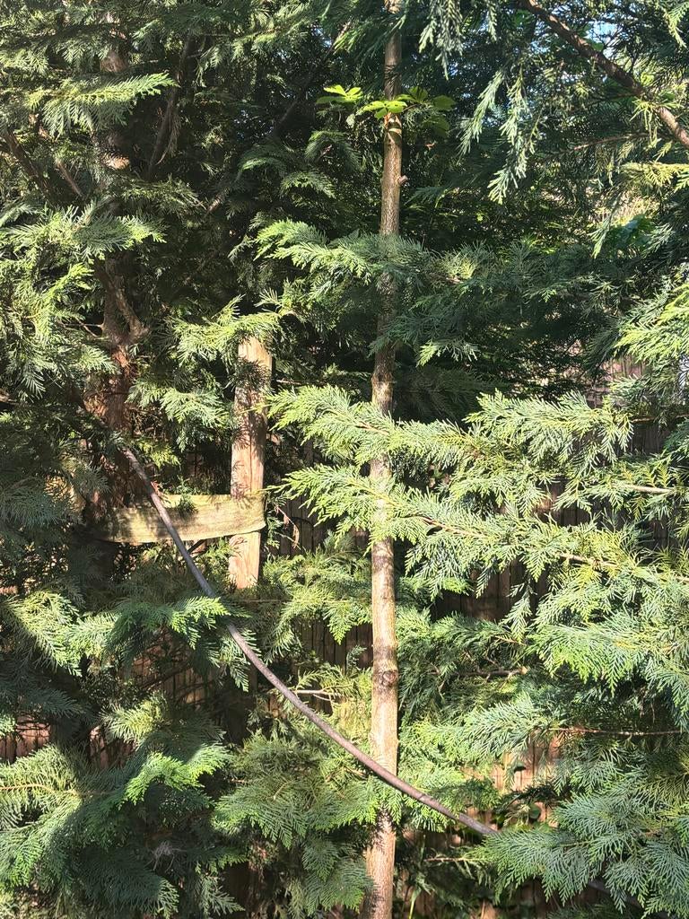 Kastanjeboom (5 jr, 4-5m) & Conifeer (5m) - Zelf uitgraven, Tuin en Terras, Planten | Bomen, Ophalen, Bloeit niet, Volle zon, Overige soorten