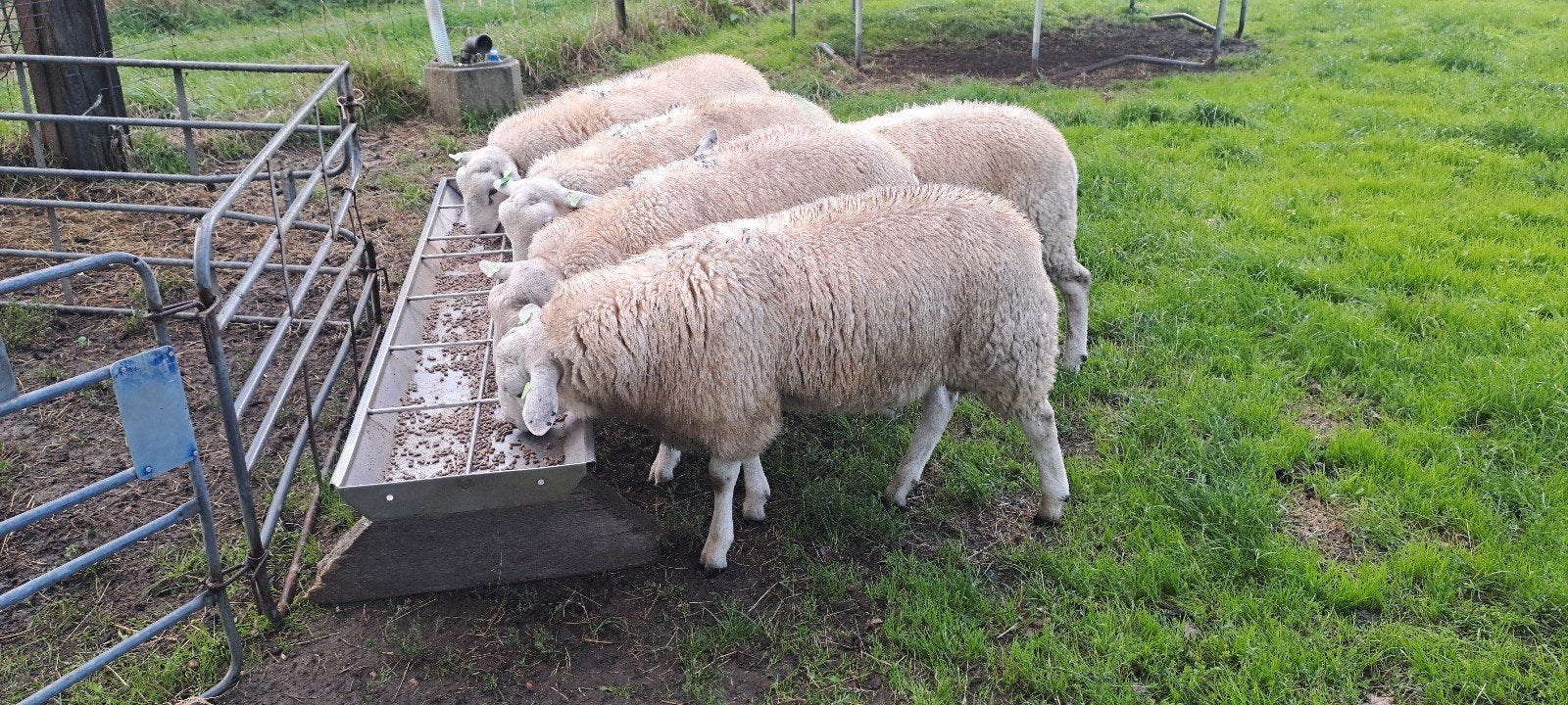 gekeurde stamboek swifter dekrammen, Dieren en Toebehoren, Mannelijk, Schaap