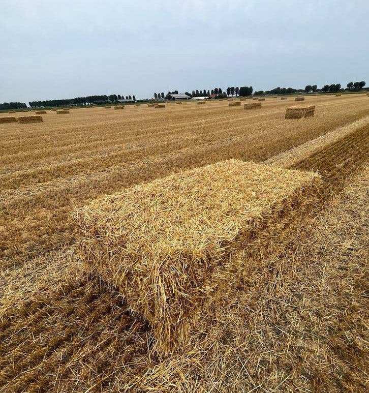 Grote balen tarwestro oogst 2026, Dieren en Toebehoren, Ophalen of Verzenden, Vee
