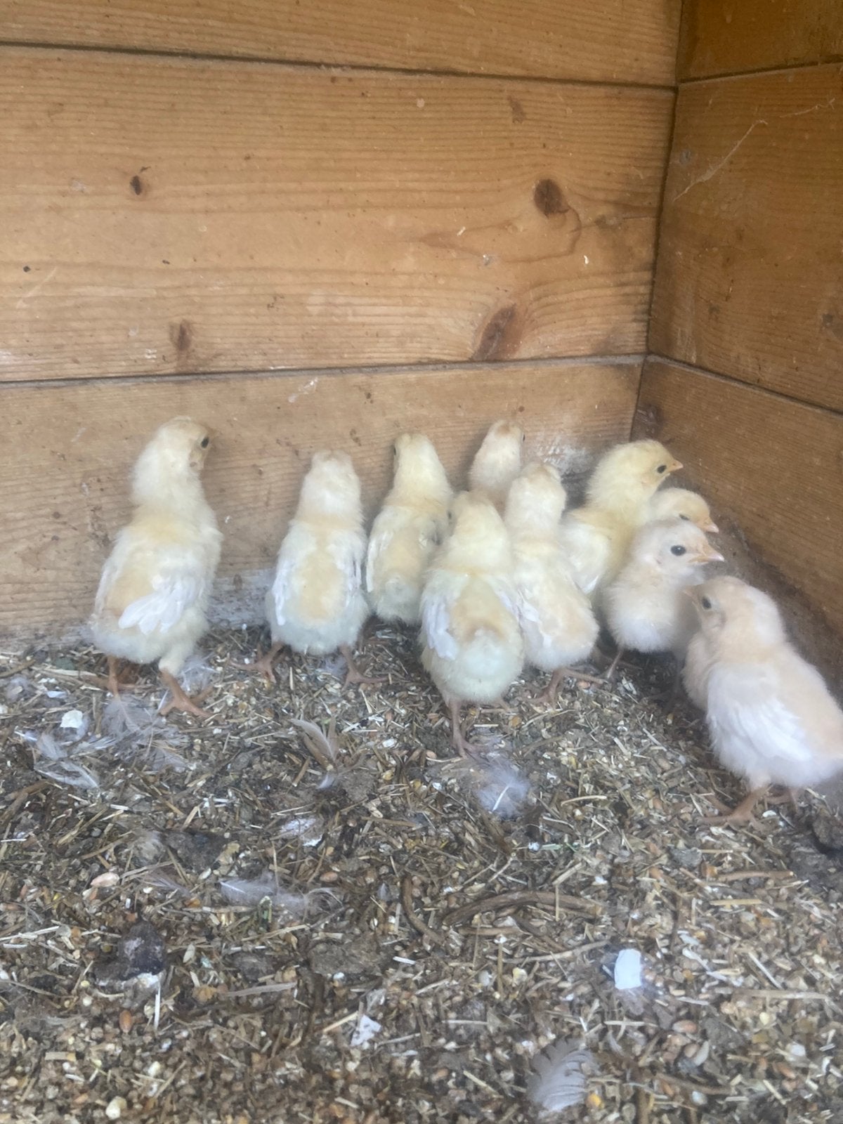 11 kuikens friese kippen geelwit pel, Geslacht onbekend, Kip