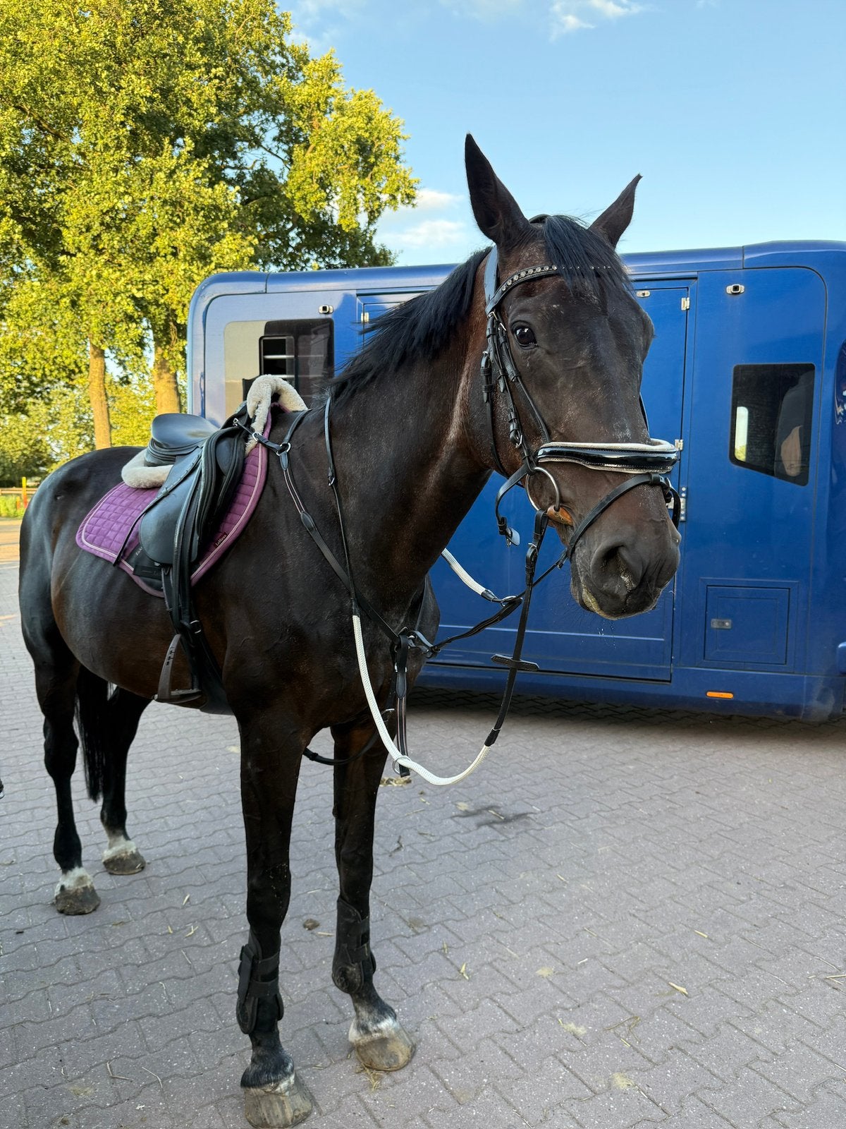 Colandro × Germus R - Braafste paard - springgefokt - fokken, Dieren en Toebehoren, Paarden, Merrie, Springpaard, Niet van toepassing