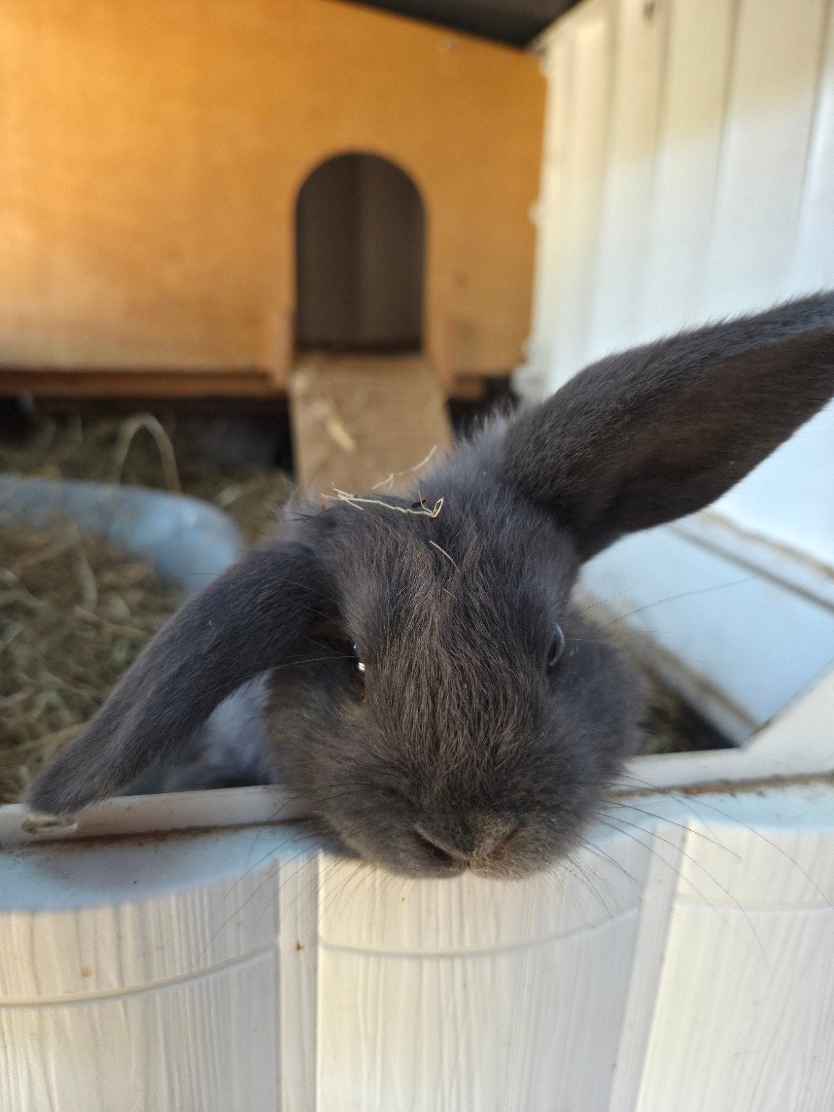 2 konijntjes zoeken nog een nieuw huisje, Dieren en Toebehoren, Meerdere dieren, Dwerg, 0 tot 2 jaar