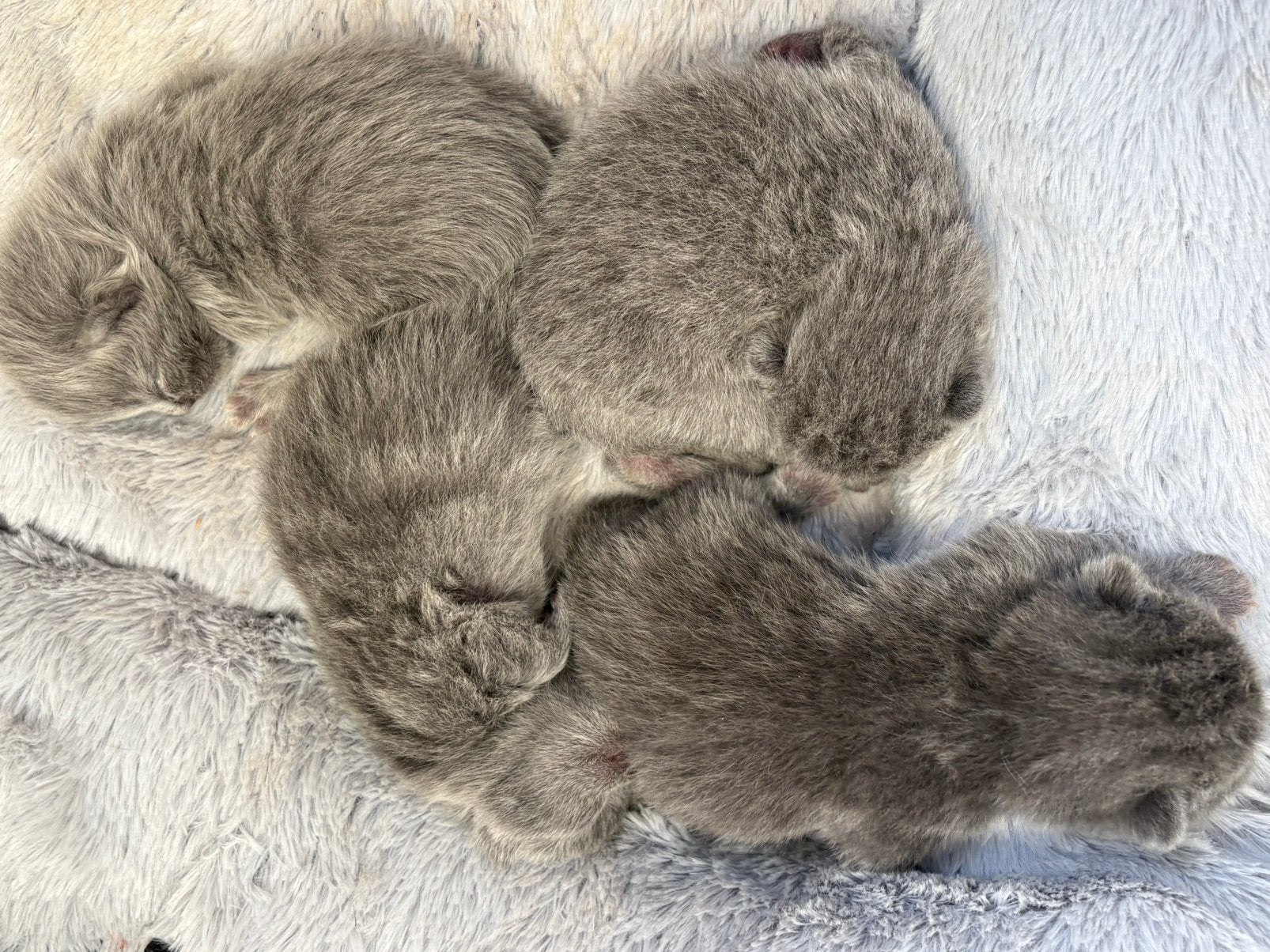 4 Blauwe Britse Korthaar/Langhaar kittens - Geb. 28 aug, Dieren en Toebehoren, Katten en Kittens | Overige Katten, Meerdere dieren