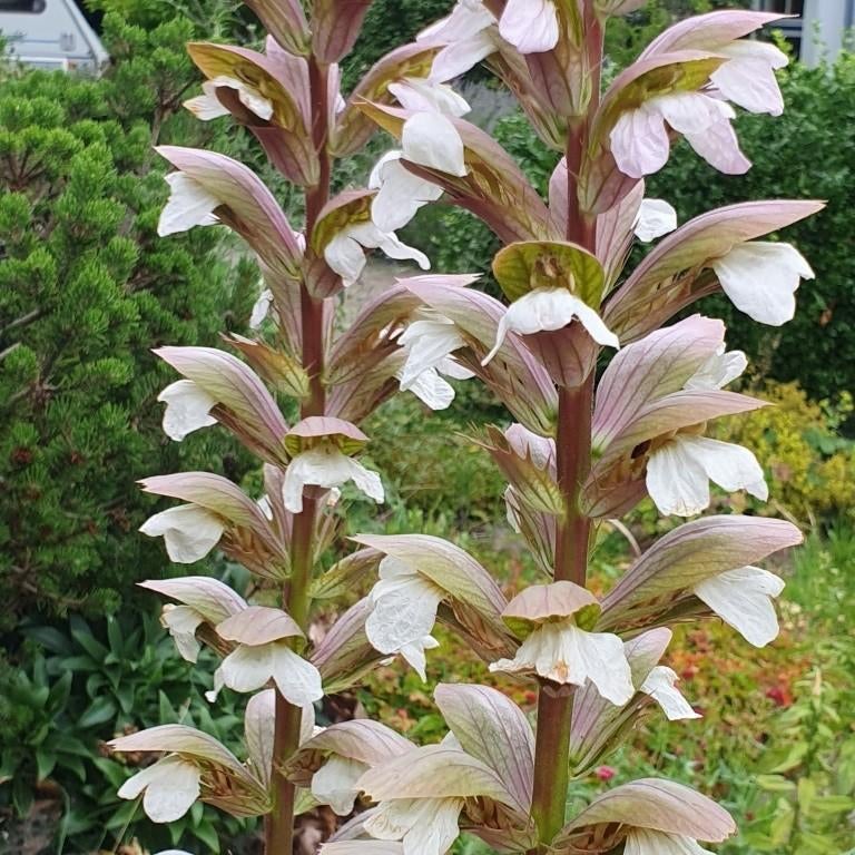 Acanthus mollis | Bio zaden | zelf gewonnen | vast | 1, Tuin en Terras, Ophalen of Verzenden, Gehele jaar, Volle zon, Zaad
