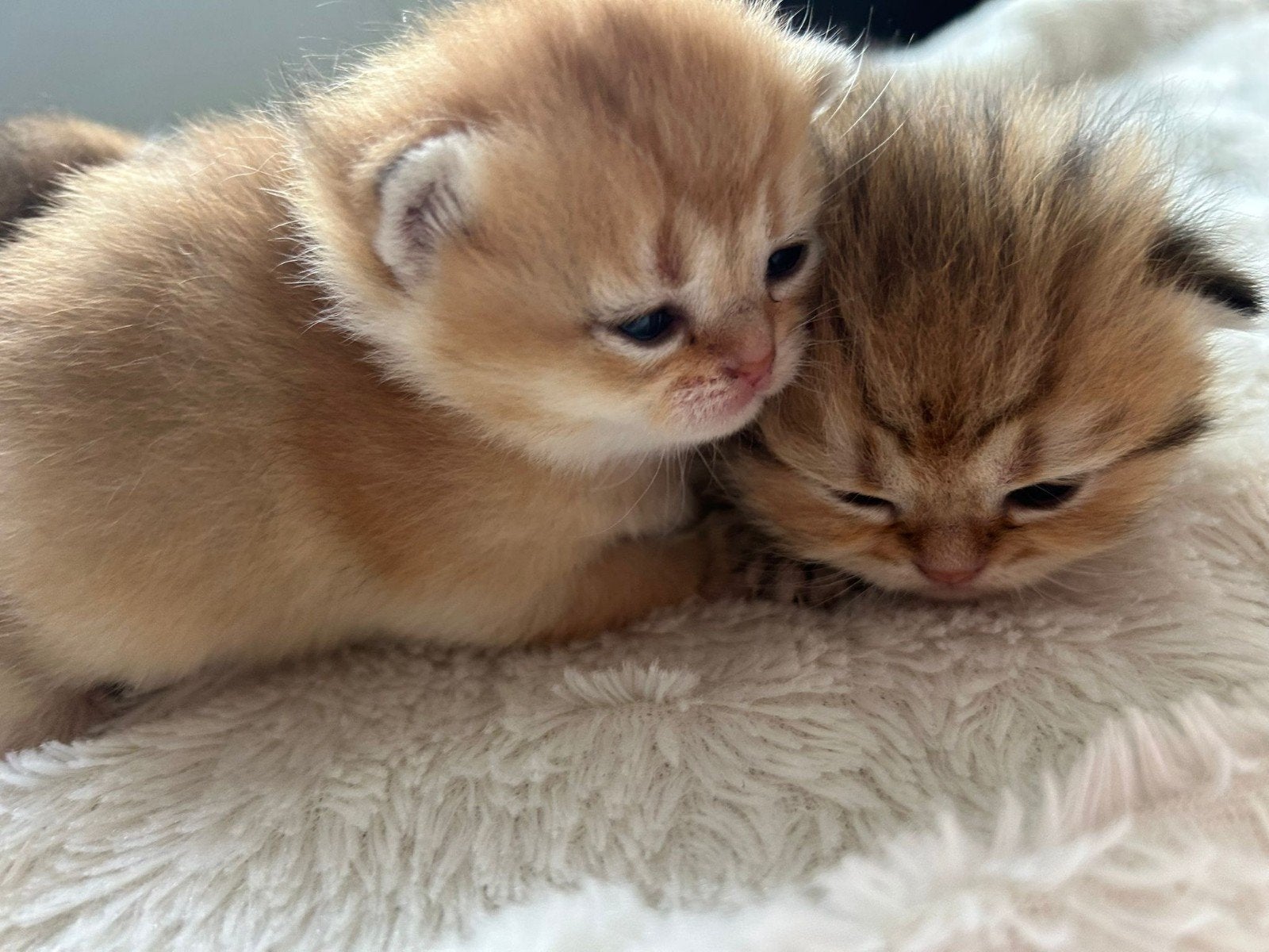 Schattige Britse korthaar golden kittens, Meerdere dieren, Kortharig