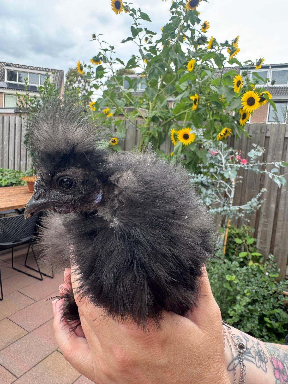 Zijdehoen haantje, Dieren en Toebehoren, Mannelijk, Kip