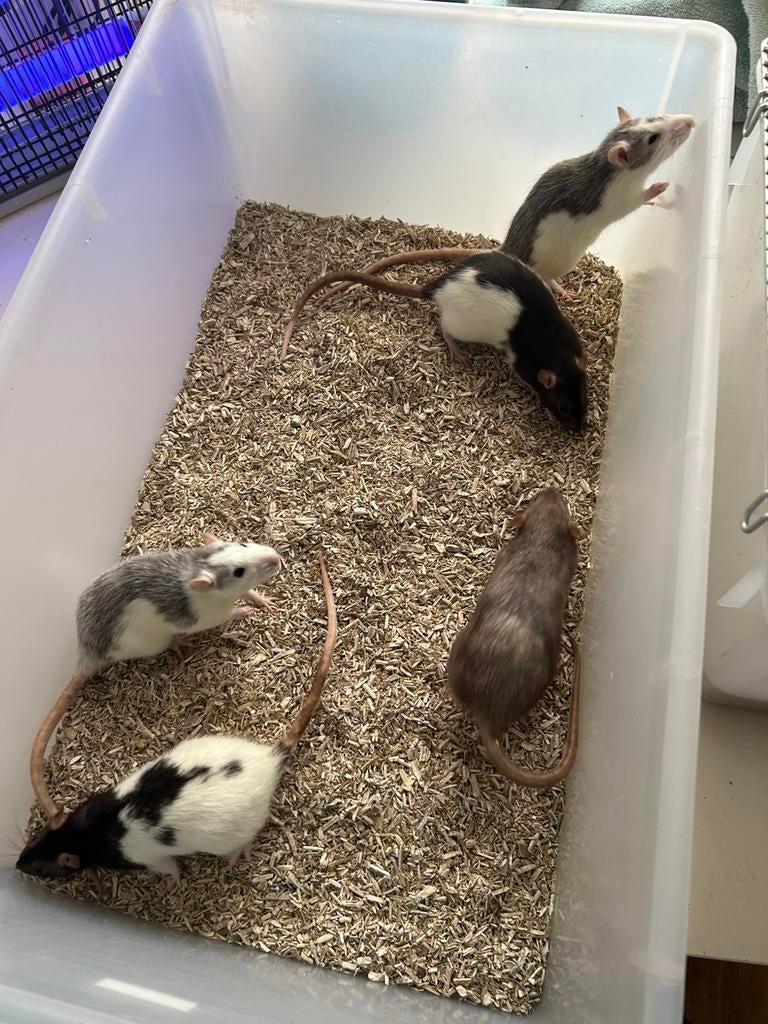 Voer ratten en muizen, Januari, Meerdere dieren, Muis