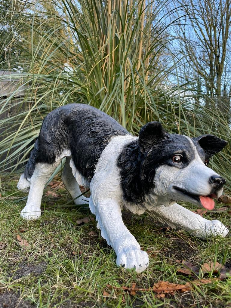 Hond border collie beeld tuin dier huisdier terras cadeau, Ophalen, Nieuw, Kunststof, Dierenbeeld