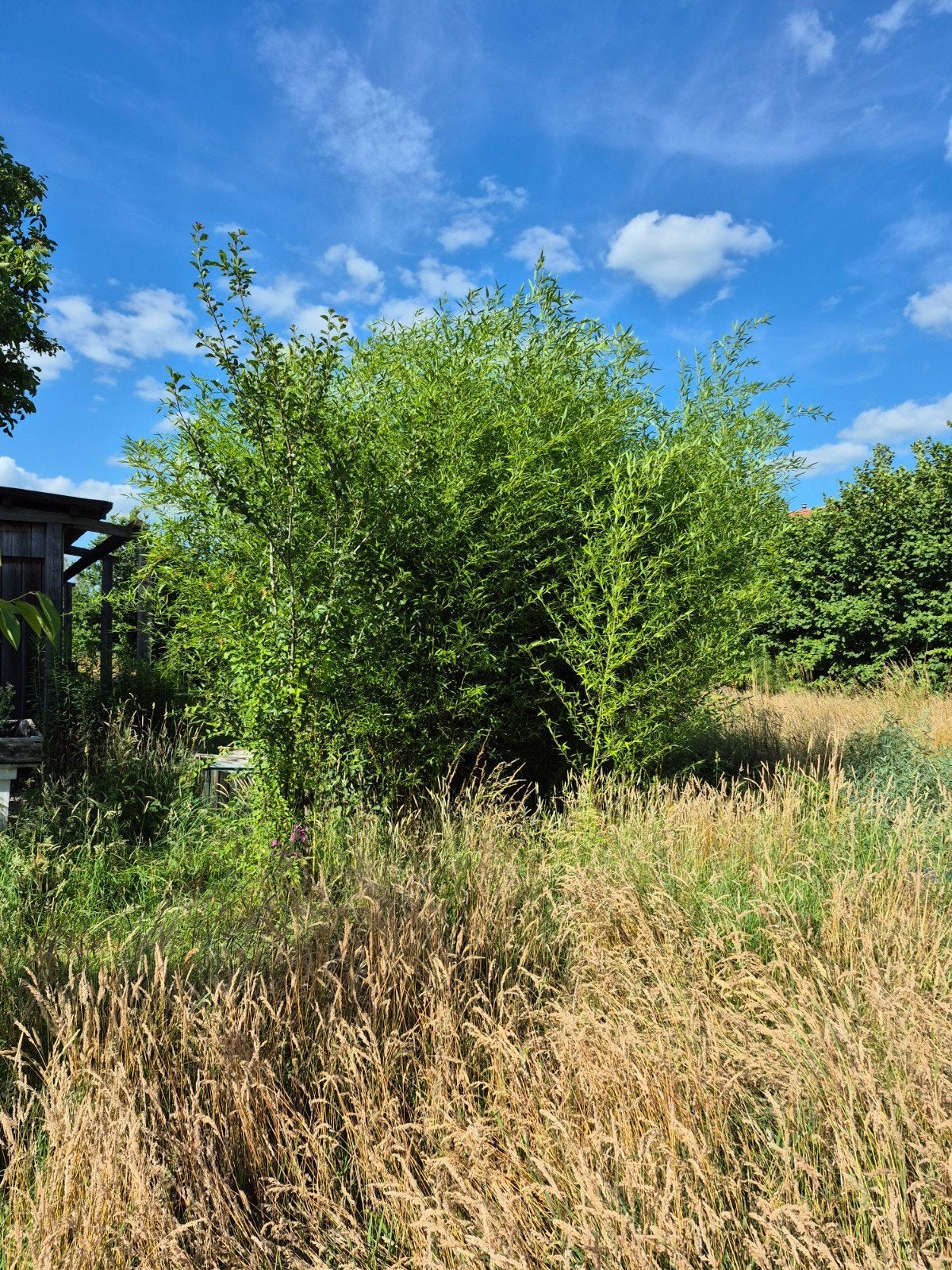Gratis bamboe af te halen op vrijdag 14 juli, Tuin en Terras, Ophalen, Volle zon, Vaste plant, Siergrassen