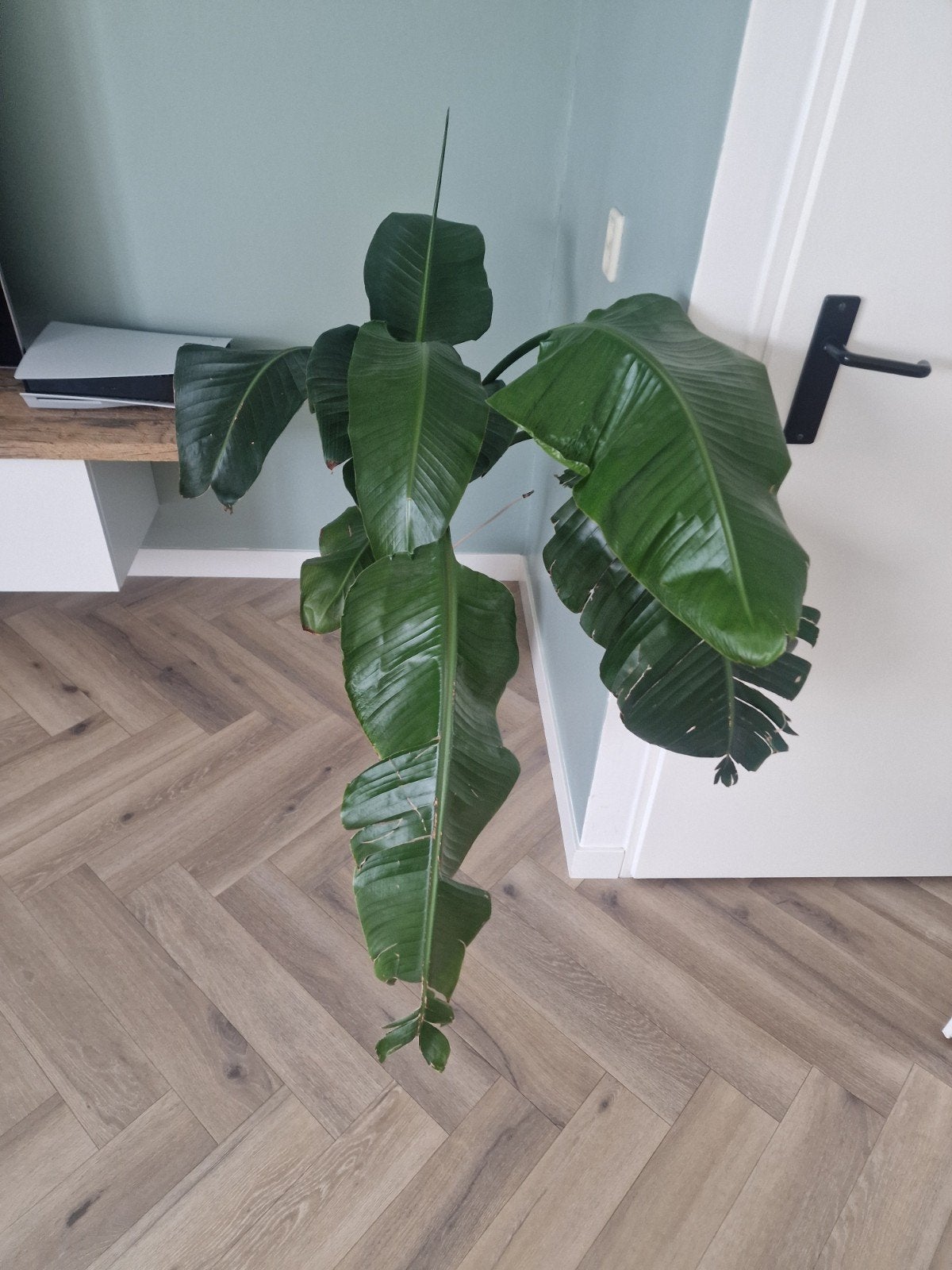 Grote Strelitzia Nicolai, Huis en Inrichting, Ophalen, 200 cm of meer, Overige soorten, Halfschaduw