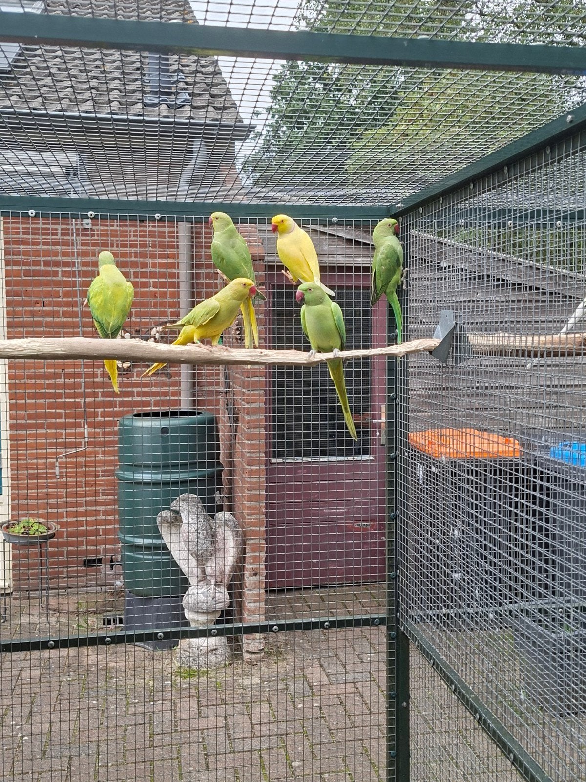 Kweekkoppel halsbandparkieten., Dieren en Toebehoren, Meerdere dieren, Parkiet, Geringd