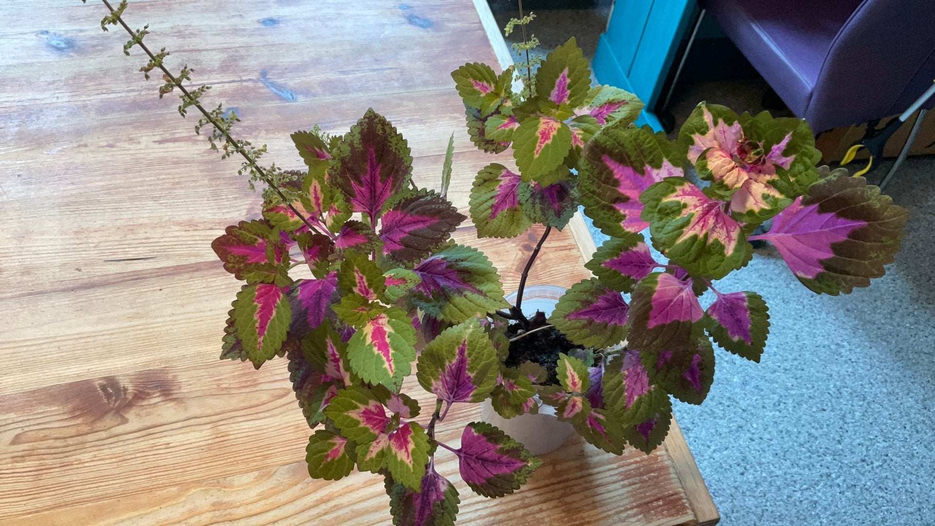 Siernetel stek, Bloeiende kamerplant, Ophalen, Volle zon, Minder dan 100 cm