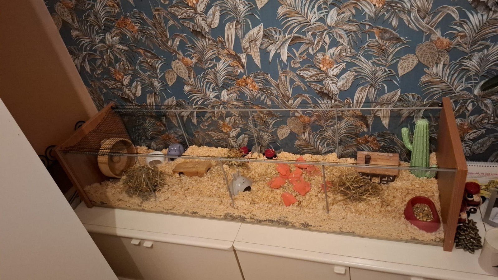 detolf hamsterkooi, Kooi, Ophalen, Minder dan 60 cm, 110 cm of meer