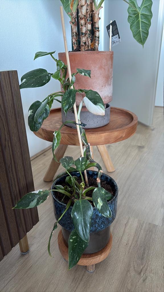 Philodendron White Princess, Ophalen, Overige soorten, Halfschaduw, Minder dan 100 cm