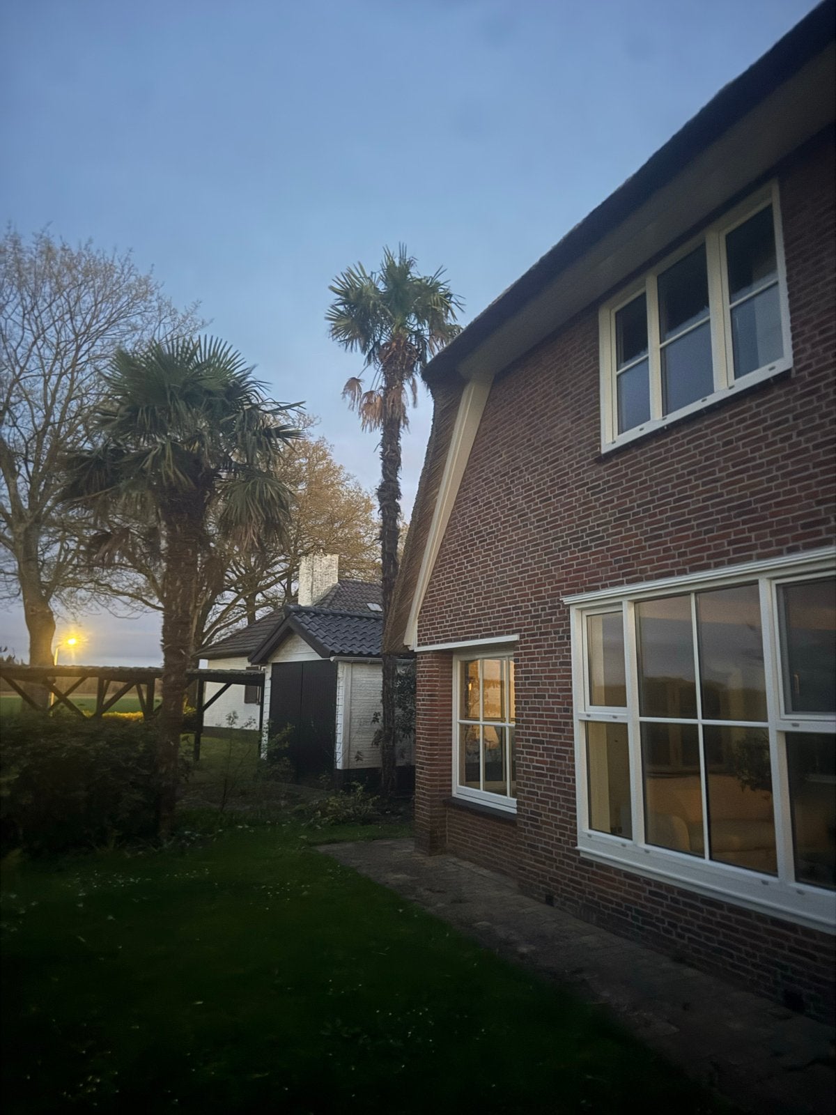 Gezocht: 3 Winterharde Palmen van 400cm hoog, Tuin en Terras, Ophalen of Verzenden, Vaste plant, Overige soorten