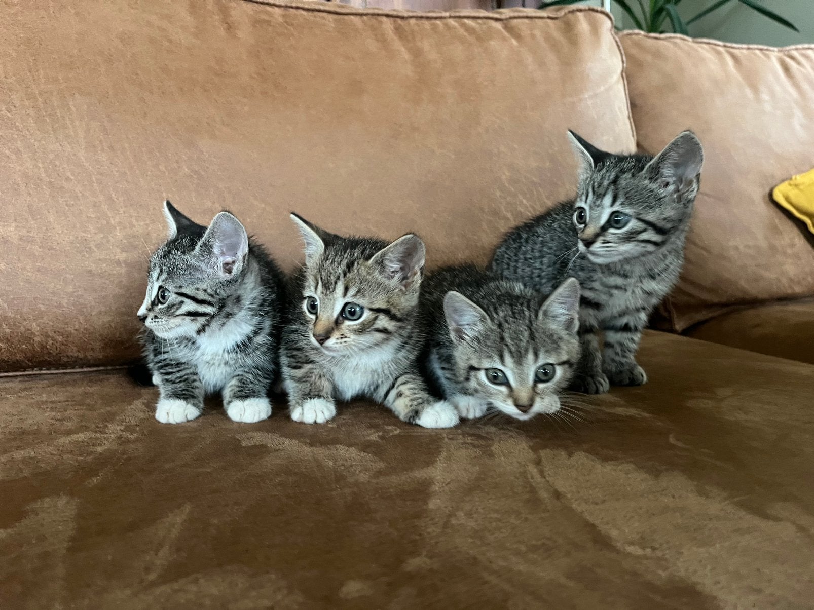 Lieve kittens, Meerdere dieren
