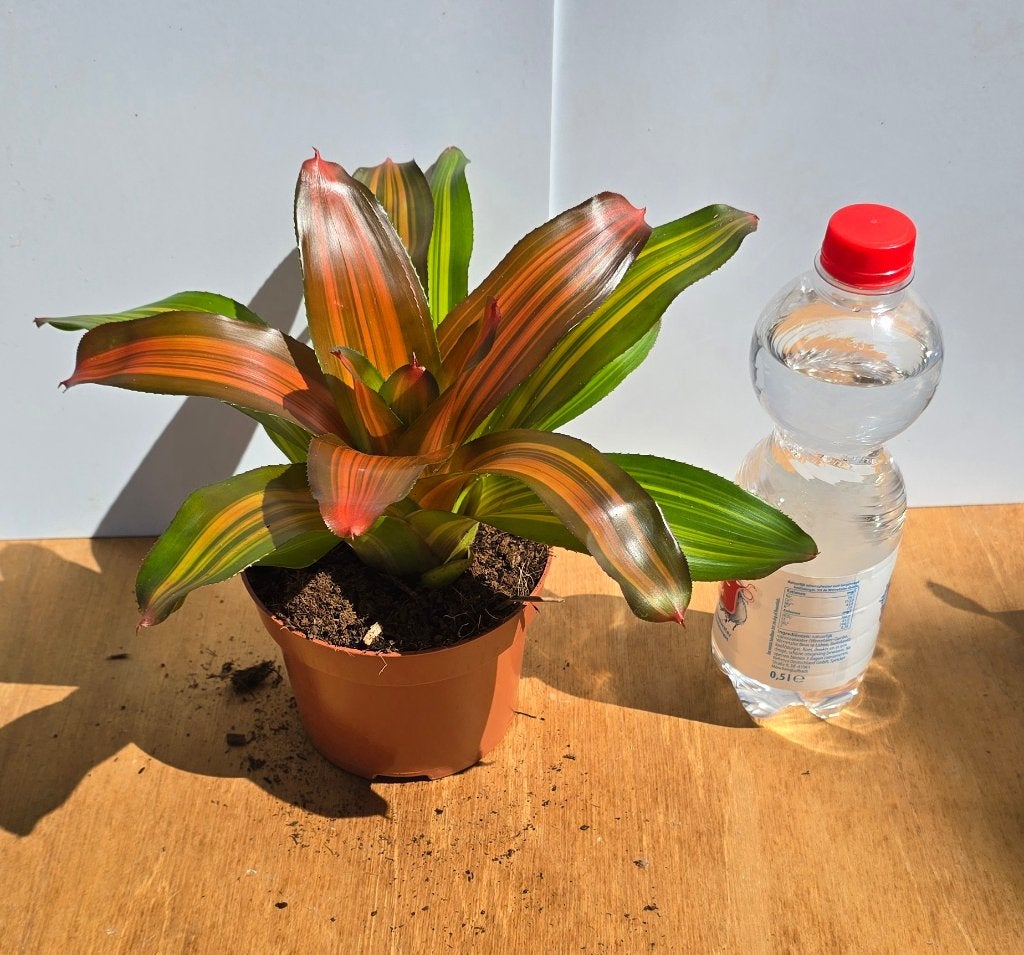Neoregelia,  bromelia,  bromelia's, Huis en Inrichting, Kamerplanten, Verzenden, Halfschaduw, Minder dan 100 cm