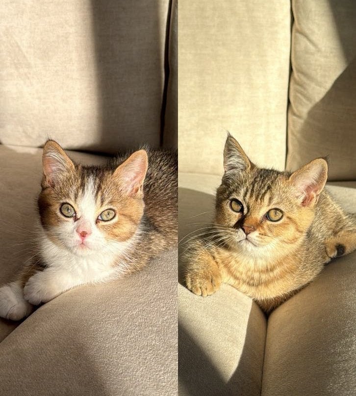 LAATSTE 2 KATERTJES, Ingeënt