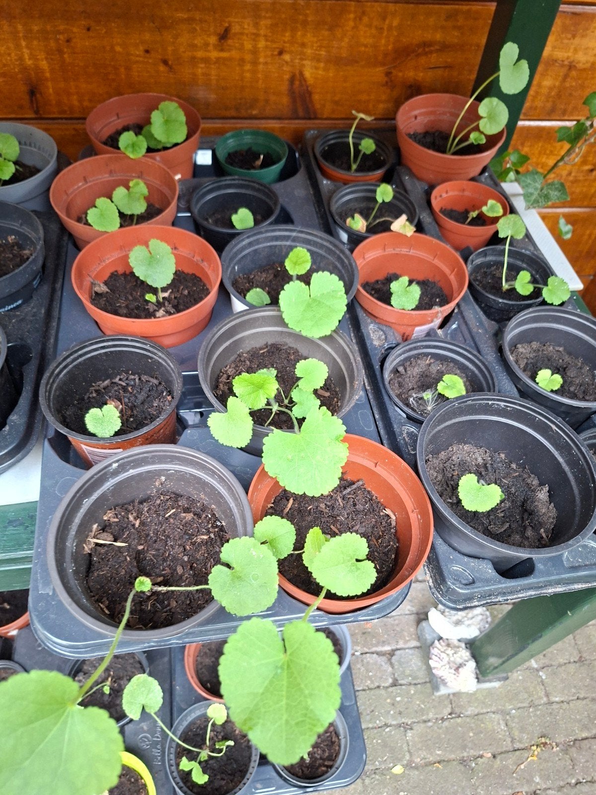 Stokrozen, Tuin en Terras, Ophalen, Eenjarig, Groenteplanten, Volle zon