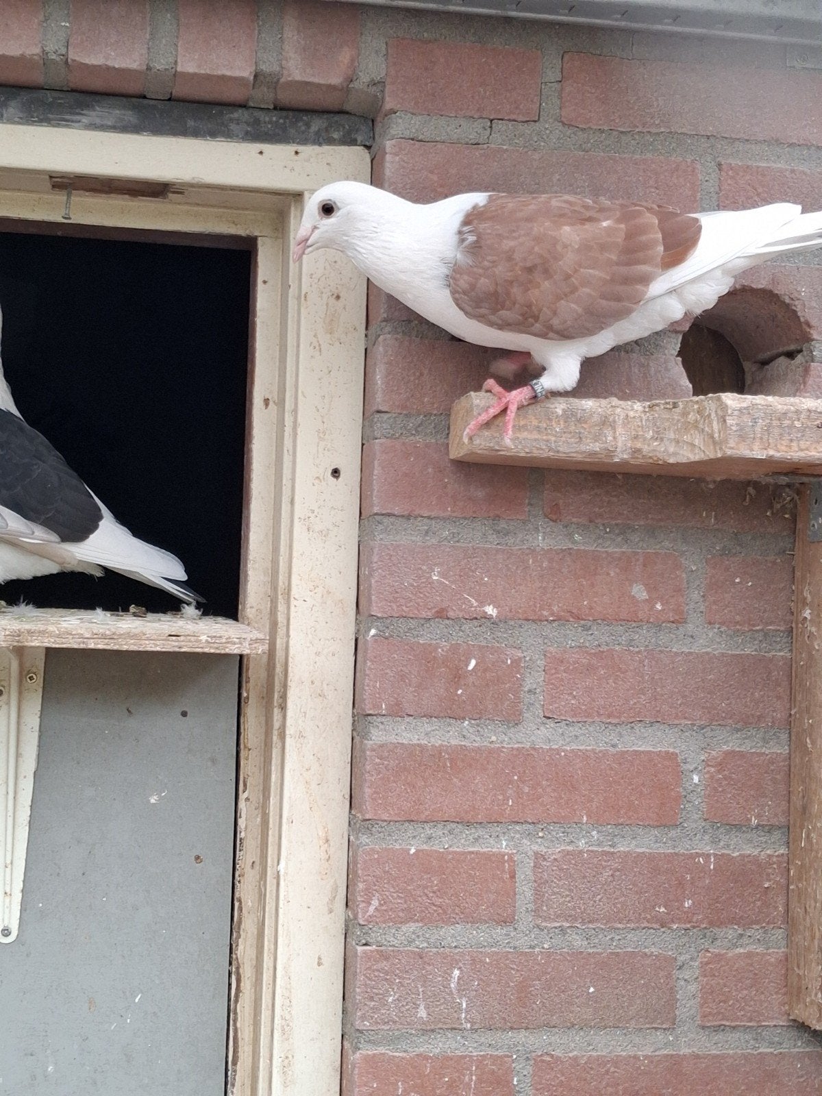 jonge schildpostduif, Dieren en Toebehoren, Mannelijk, Postduif
