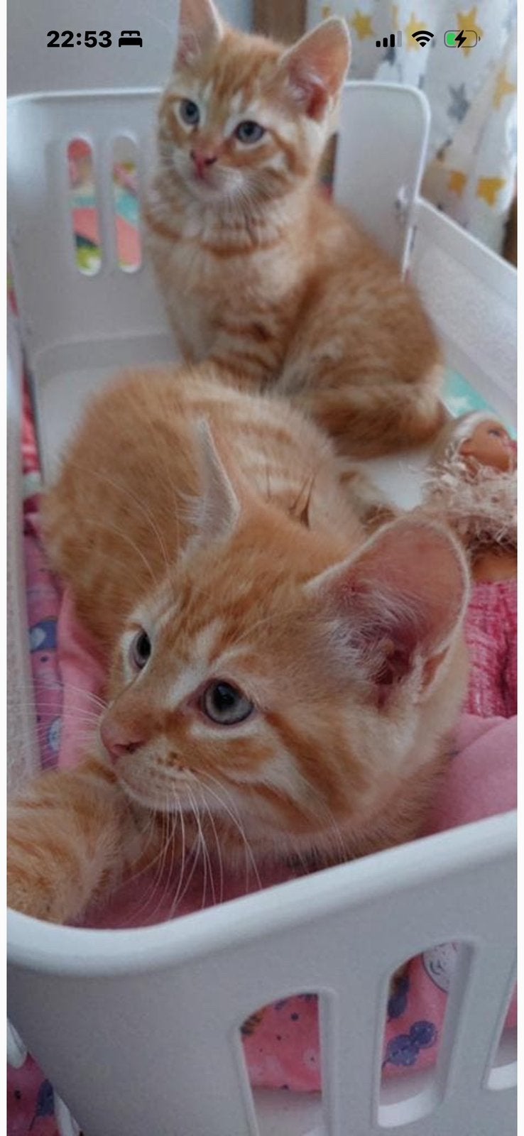 Rode kitten moeder Noorse boskat, Dieren en Toebehoren, Kater, Langharig, 0 tot 2 jaar